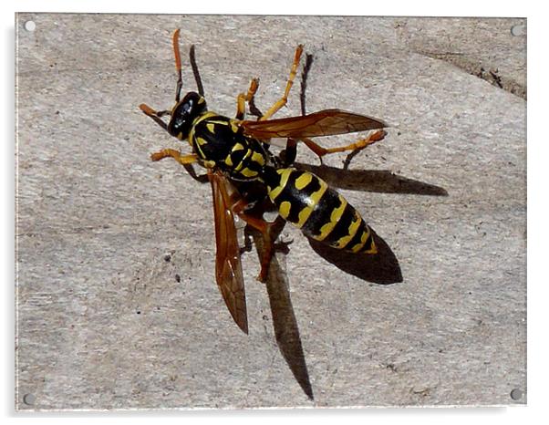 Yellow Jacket (Wasp) 2 Acrylic by Barbara Schafer