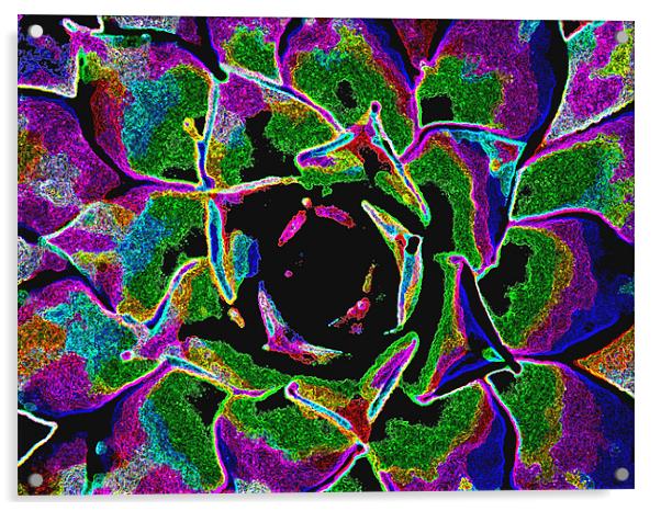 Rainbow Bloom Acrylic by Barbara Schafer