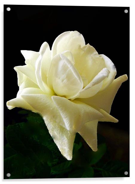 White Rose Acrylic by Barbara Schafer