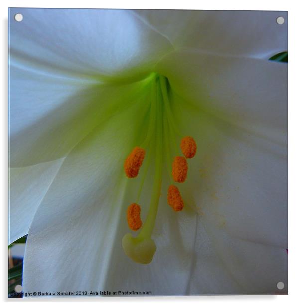 Spring White Lily Acrylic by Barbara Schafer