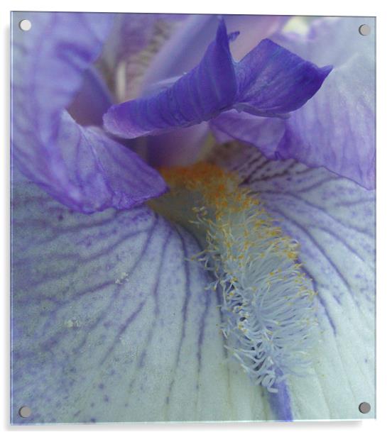 Inside an Iris Acrylic by Donna-Marie Parsons