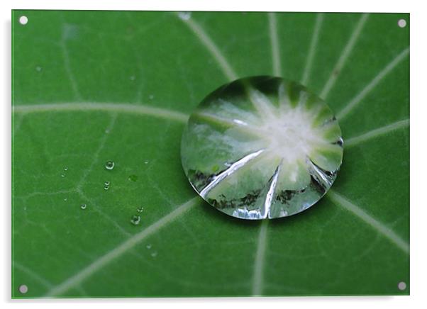 Water droplet on Nasturtium Leaf Acrylic by Donna-Marie Parsons