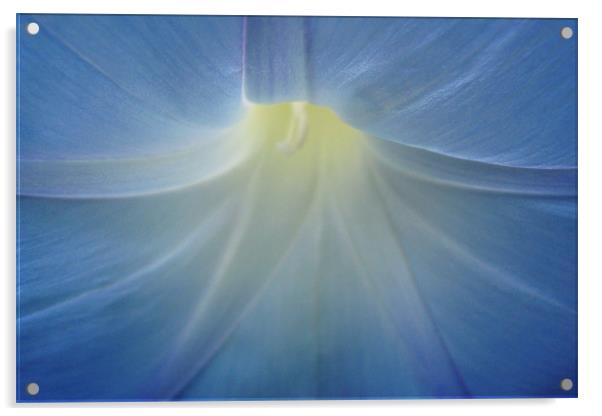 Delicate morning glory Acrylic by Donna-Marie Parsons