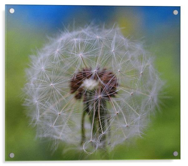 Dandelion Acrylic by Donna-Marie Parsons