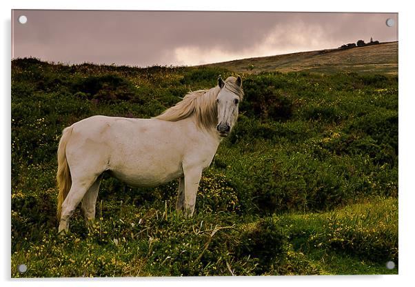 White Dartmoor Pony Acrylic by kevin wise