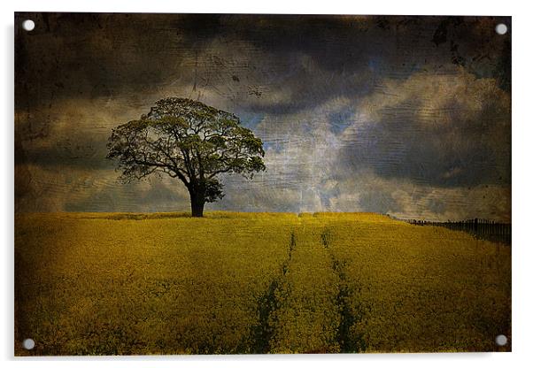 Tree in a field 2 Acrylic by kevin wise