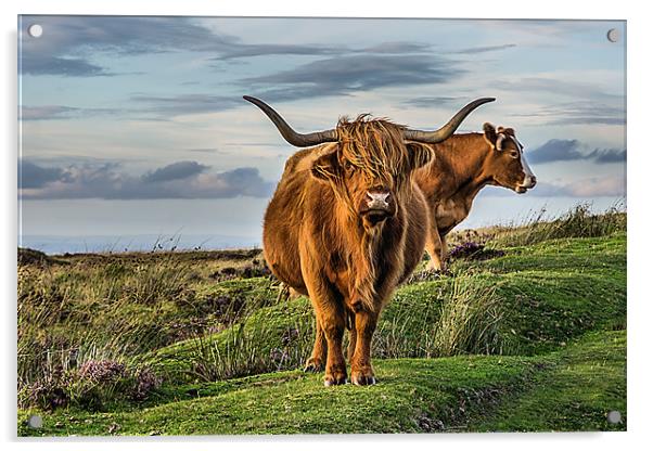 Highland Cattle Acrylic by kevin wise