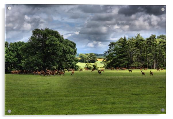 Deer Herd                                     Acrylic by kevin wise