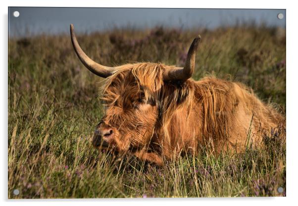      Highland cattle 3                             Acrylic by kevin wise