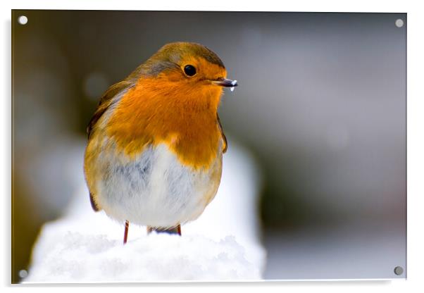 Christmas Robin Acrylic by kevin wise