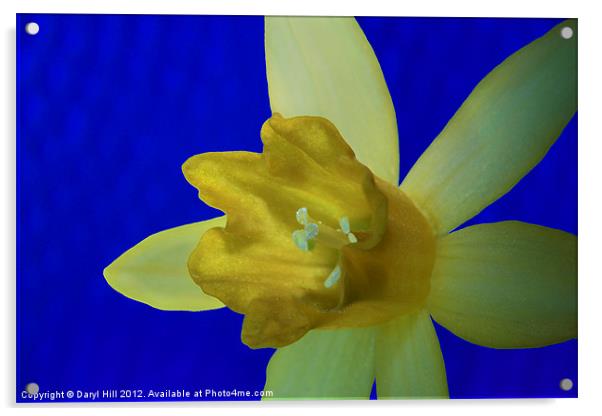 Yellow Daffodil on Blue Background Acrylic by Daryl Hill