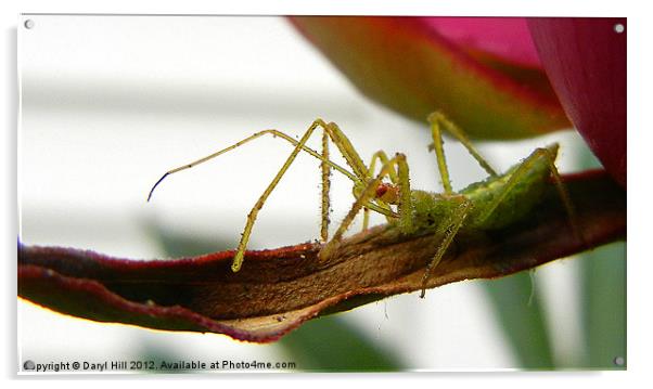 Assassin Bug Deadly Proboscis Acrylic by Daryl Hill