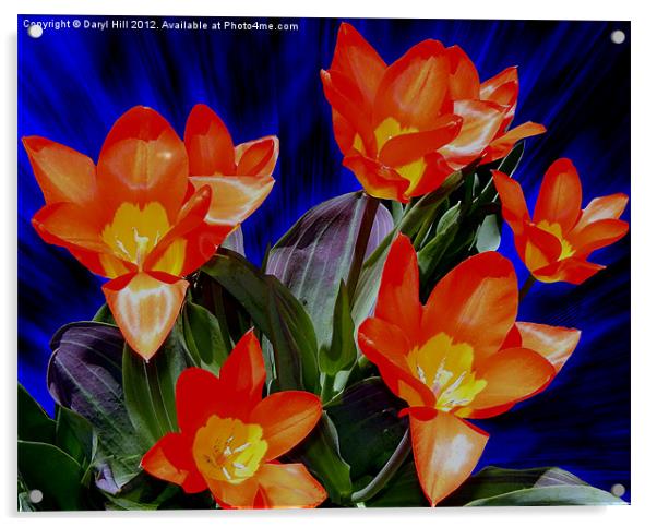 Seven Red and Yellow Tulips Acrylic by Daryl Hill