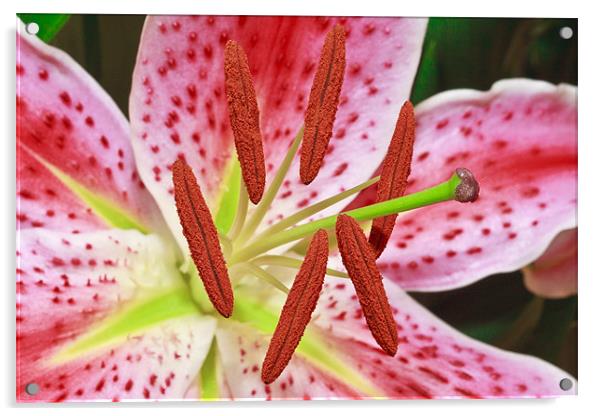 Pink Lily Acrylic by Ankor Light