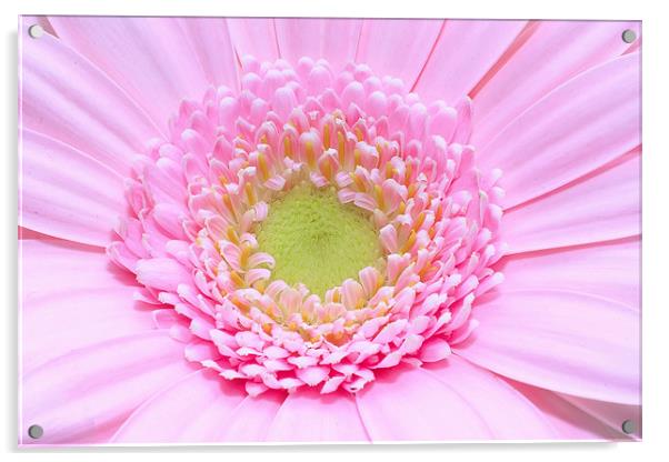 Macro of a pink Gerbera flower Acrylic by Ankor Light