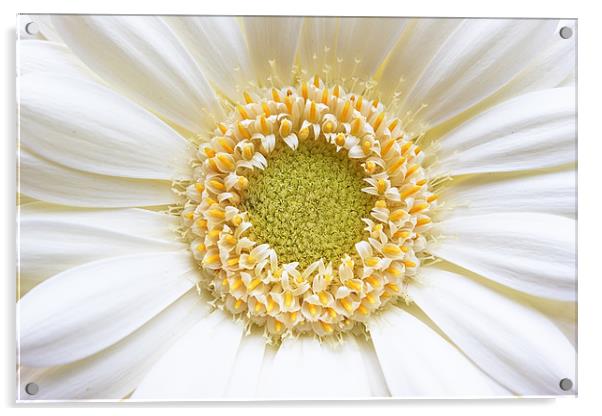 Gerbera White Flower Acrylic by Ankor Light