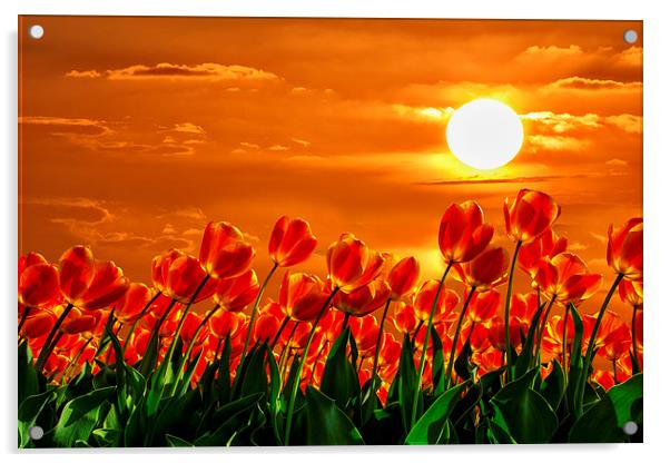 Valentine sunset red tulips flowers Acrylic by Ankor Light