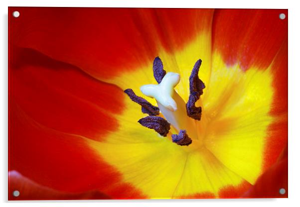 Red Tulip Acrylic by Ankor Light
