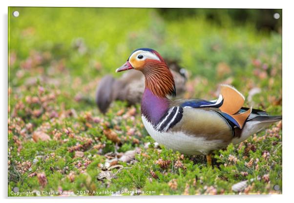 Couple of Mandarin duck Acrylic by Ankor Light
