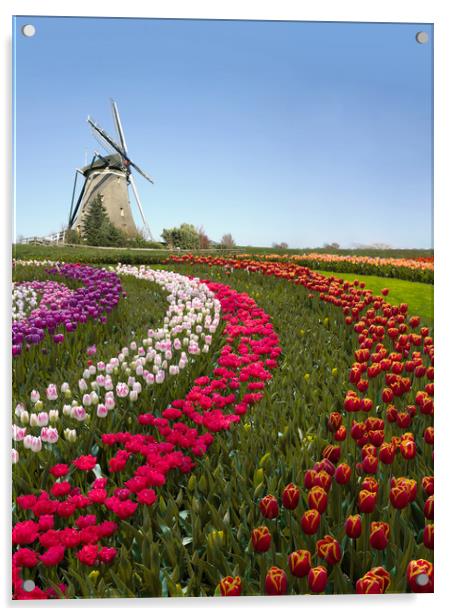 Colorful Dutch tulip farm nested to a majestic win Acrylic by Ankor Light