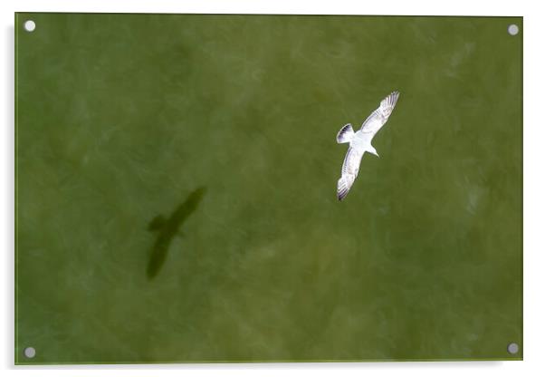 Down view of a flying seagull above the sea water Acrylic by Ankor Light