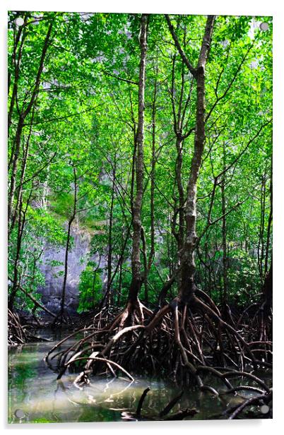 Mangrove rain forest Acrylic by Ankor Light
