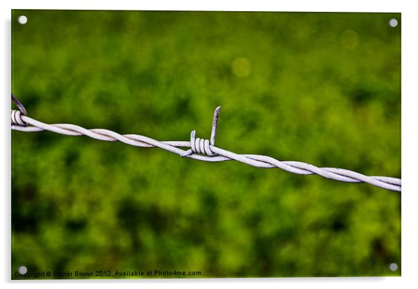 Barbed Wire Simplicity Acrylic by Buster Brown