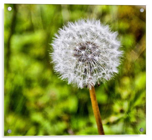 Dandelion wish maker Acrylic by Buster Brown