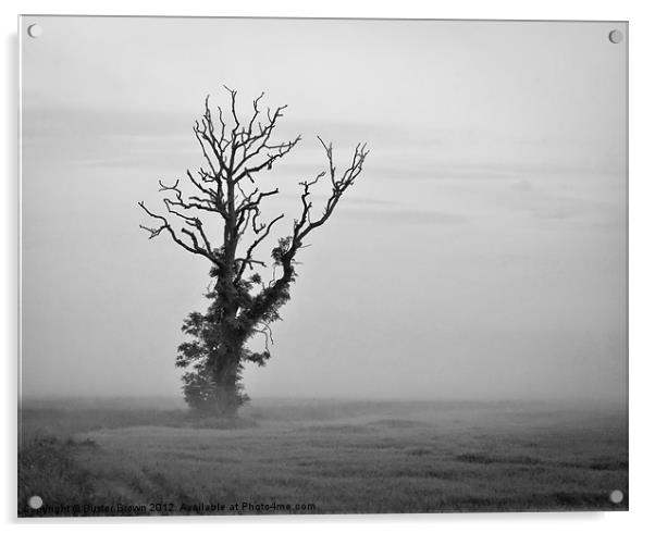 Minimalist Tree in Mist BW Acrylic by Buster Brown