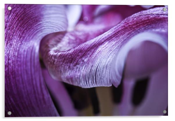 Texture and Flow. Macro Tulip Acrylic by Buster Brown