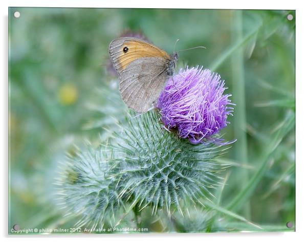 Butterfly On Thistle Acrylic by philip milner