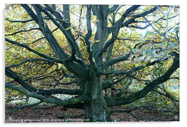 Autumn Oak Tree Acrylic by philip milner
