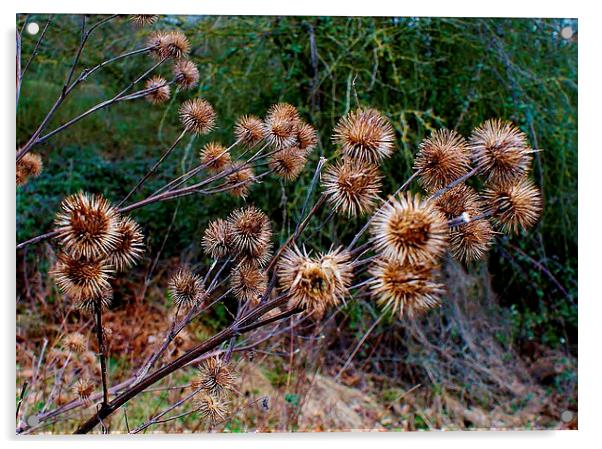 Dead Thistles Acrylic by philip milner