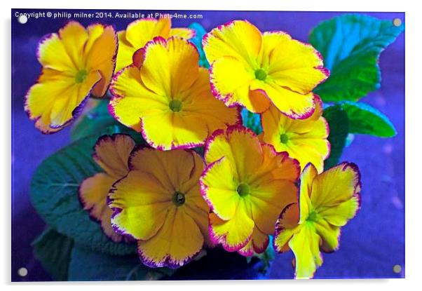 Yellow Garden Primrose Acrylic by philip milner