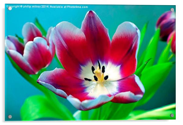 Wide Open Tulip Acrylic by philip milner