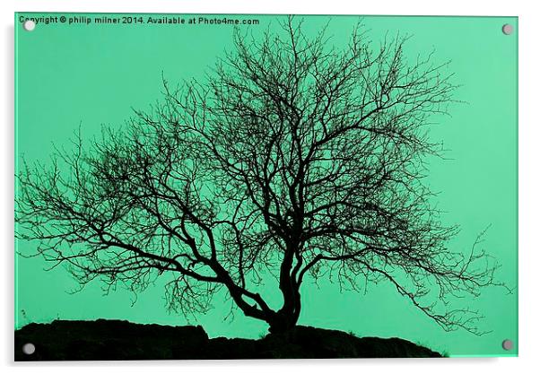  Tree In The Sky Silhouette Acrylic by philip milner