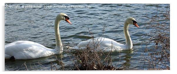 Swans Lake Acrylic by philip milner