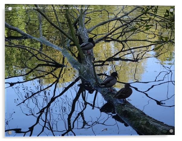 Ducks on tree  Acrylic by philip milner