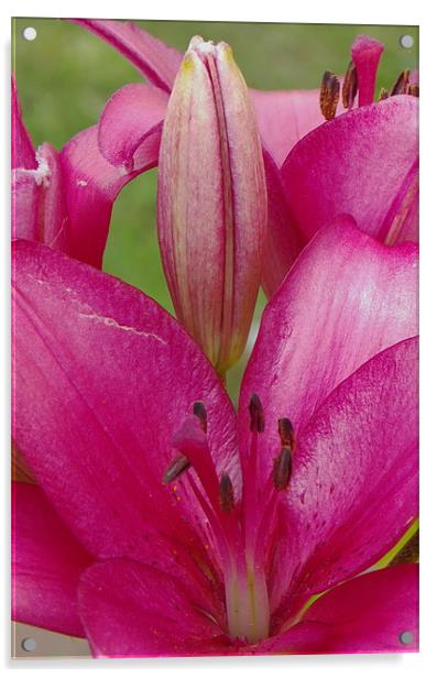 Pink Lilly close crop Acrylic by Dawn Gillies