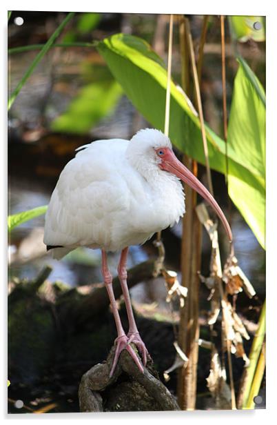 Ibis Color Acrylic by Candice Smith