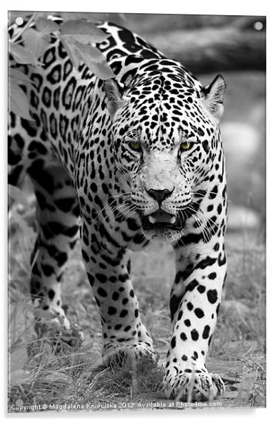 Jaguar's Eyes Acrylic by Magdalena Kniecicka