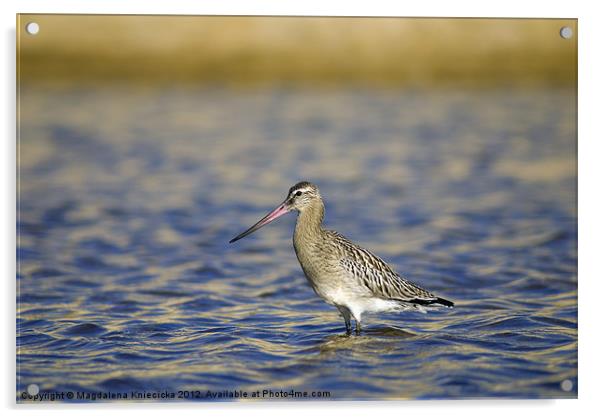 Godwit Portrait Acrylic by Magdalena Kniecicka