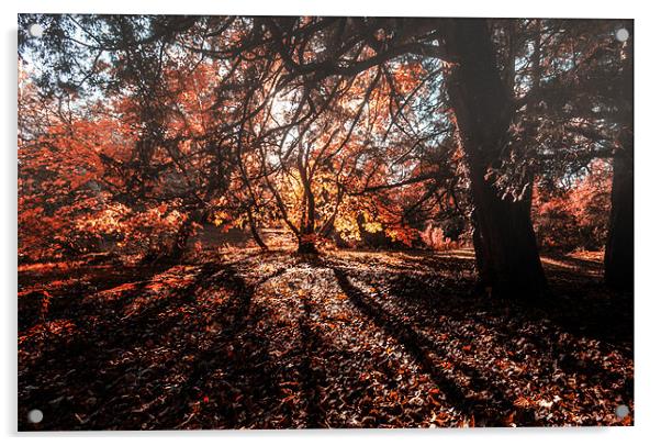 Late Autumn Shadows Acrylic by stuart bennett