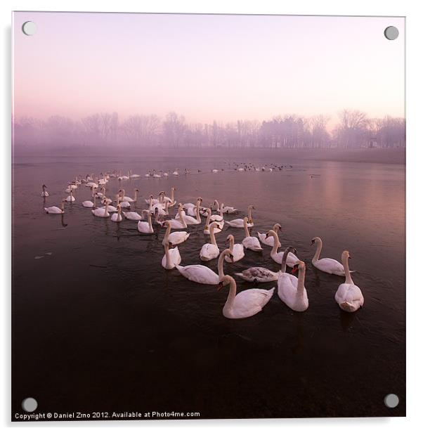 Swan Lake Acrylic by Daniel Zrno