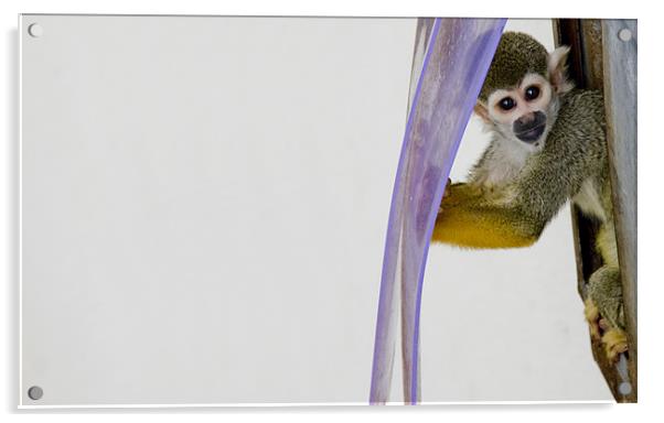 Squirrel Monkey Acrylic by Craig Howie