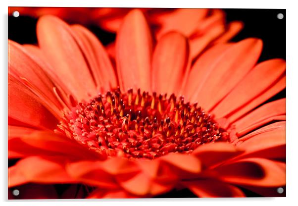 Orange Gerbera Closeup Acrylic by Dave Frost