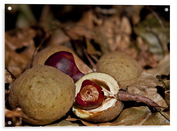 Autumn Conkers on leaves Acrylic by Dave Frost