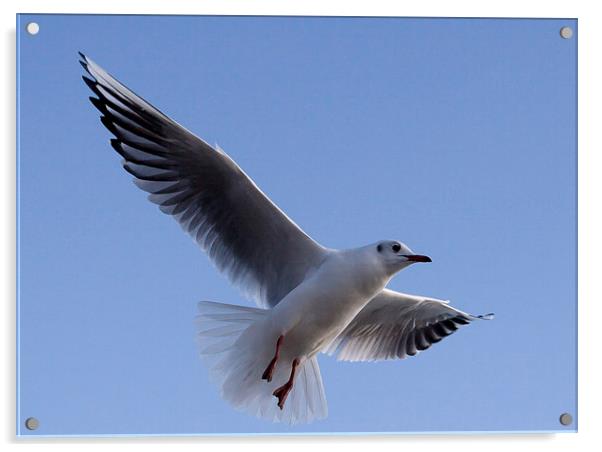 Gull against blue sky Acrylic by Dave Frost