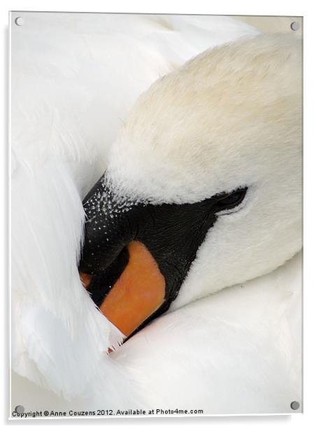 Sleeping Swan Acrylic by Anne Couzens
