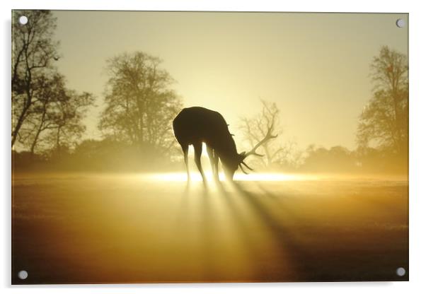 Stag at Dawn Acrylic by Steve Adams